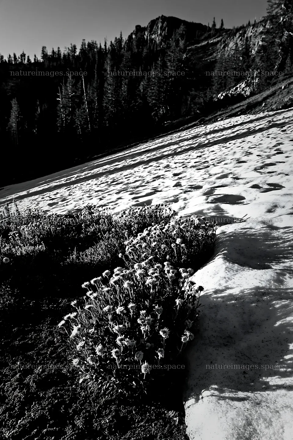 Snowy foothill meadow with flowers against a rocky background – nature images 6480x9722