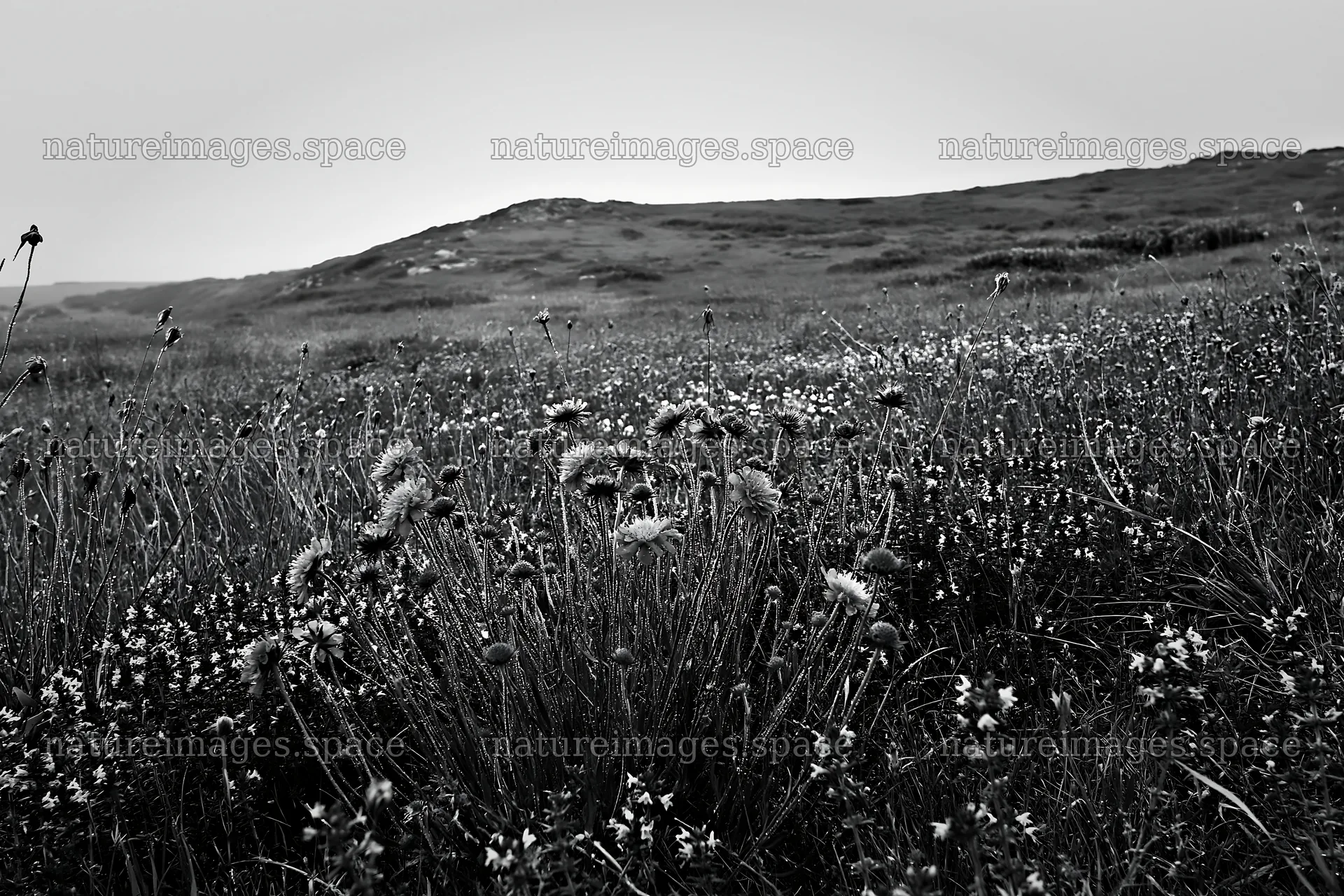 Cloudy limestone wildflower meadow with various flowers – nature images 9722x6480
