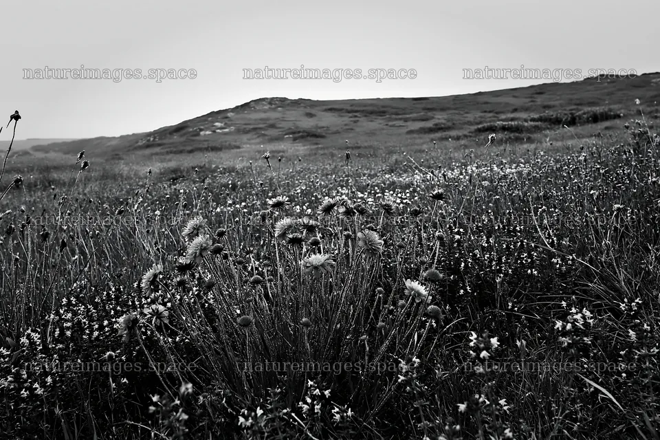 Cloudy limestone wildflower meadow with various flowers – nature images 9722x6480