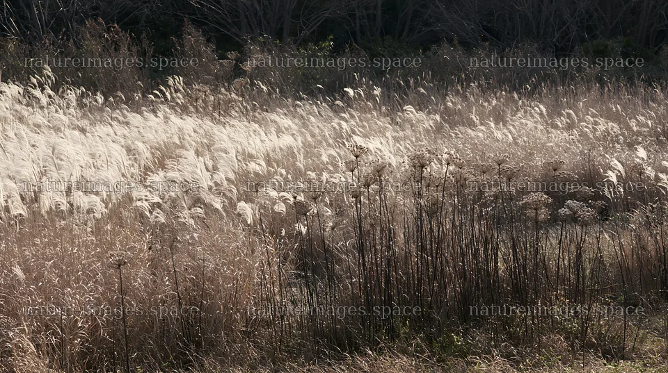 Tokyo urban biodiversity meadow with seedheads in natural light – nature images 10608x5938
