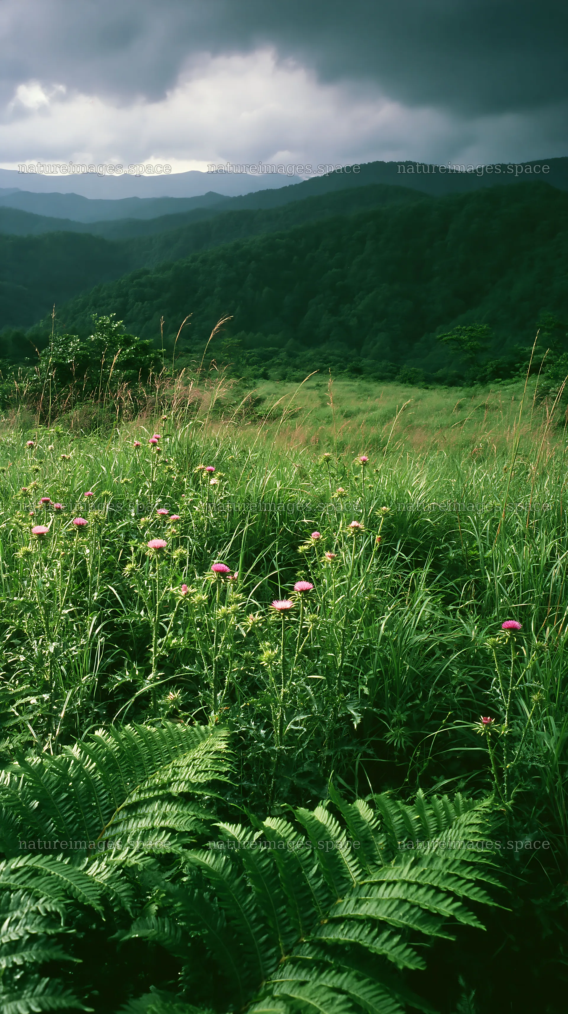 Nara summer meadow with ferns in the foreground – nature images 5938x10608