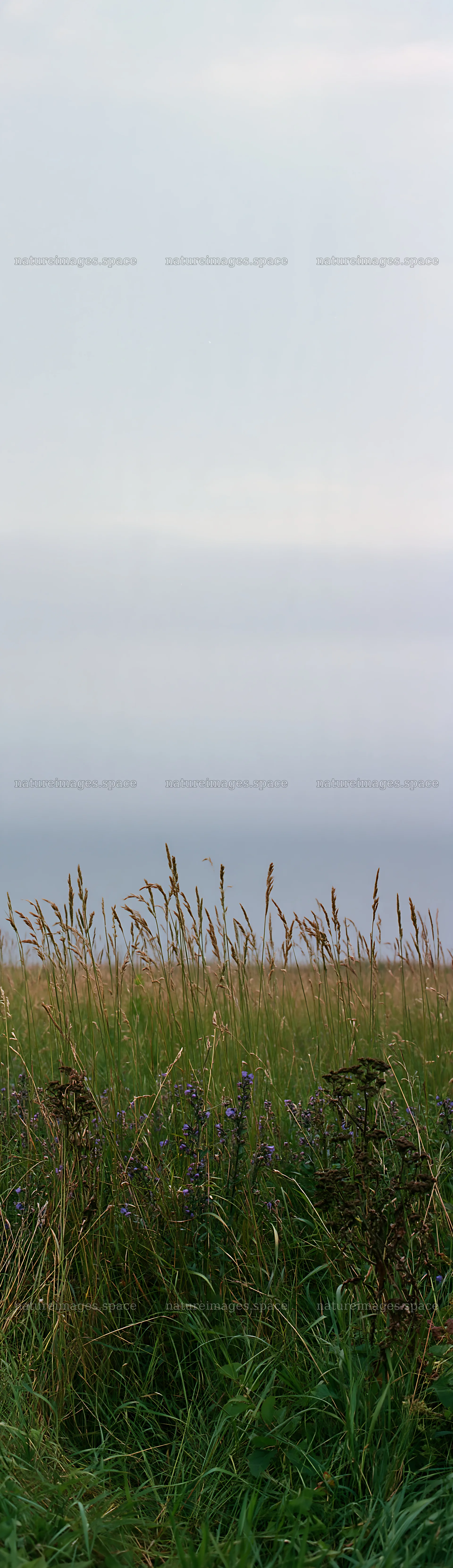 Tall meadow grass seedheads on a cloudy day in a field – nature images 4268x14762