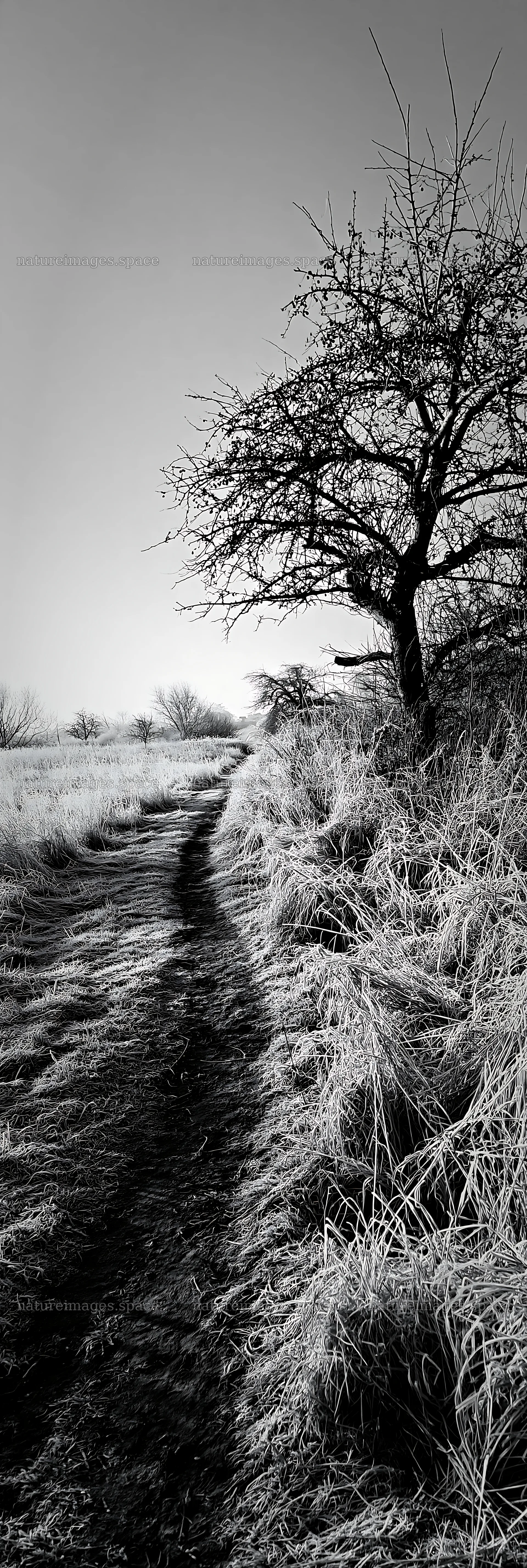Frosty meadow pathway with bare trees in winter light – nature images 4602x13690