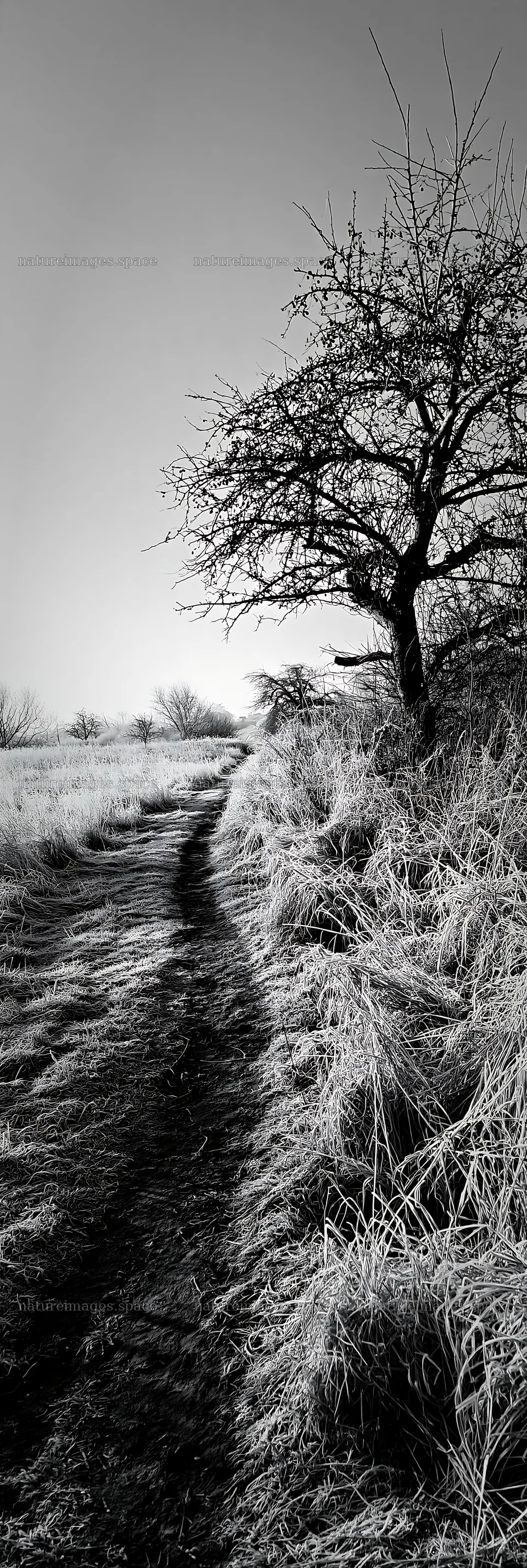 Frosty meadow pathway with bare trees in winter light – nature images 4602x13690