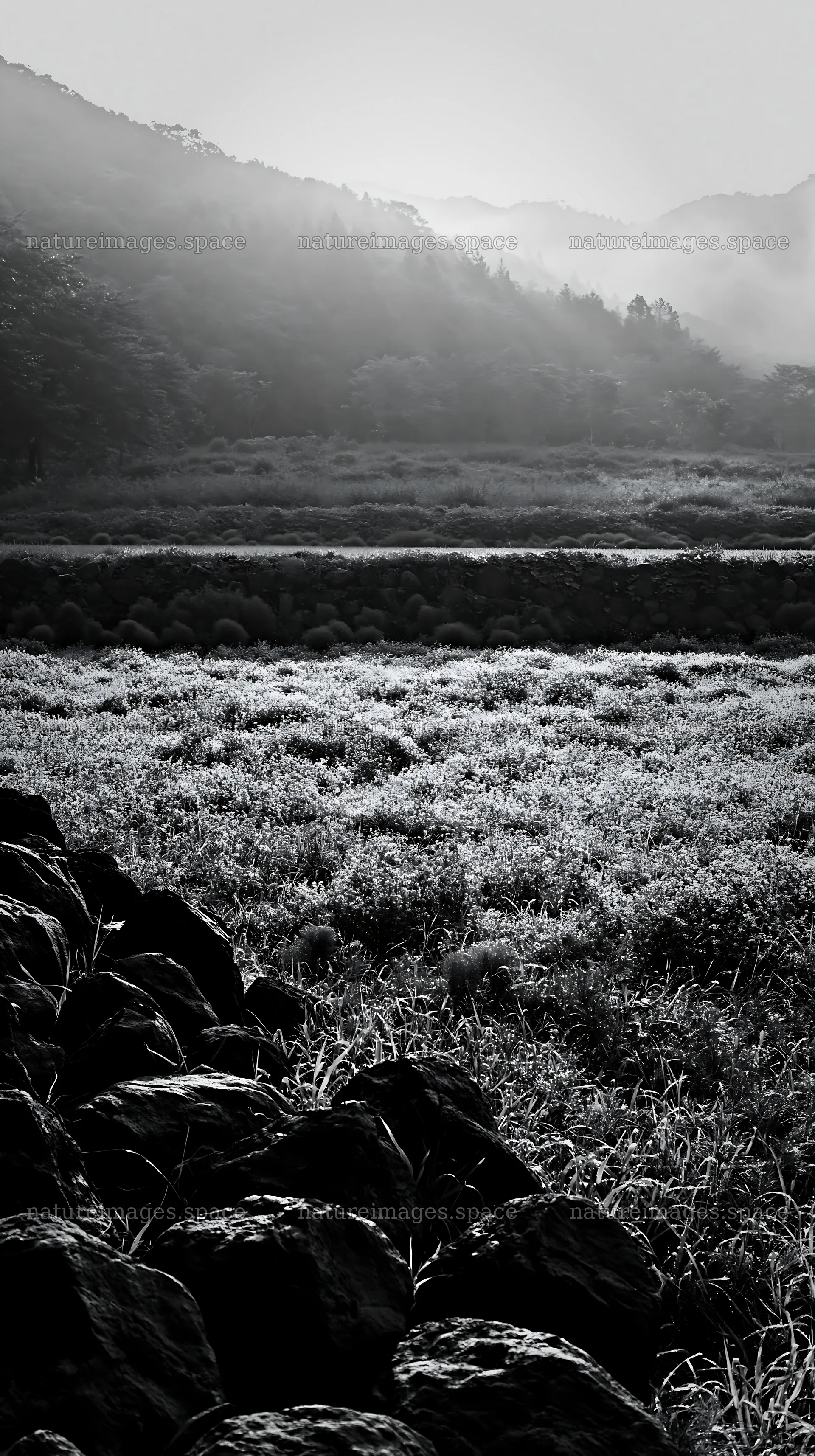 Kanagawa heat resilient meadow volcanic stones in a grassy field – nature images 5938x10608