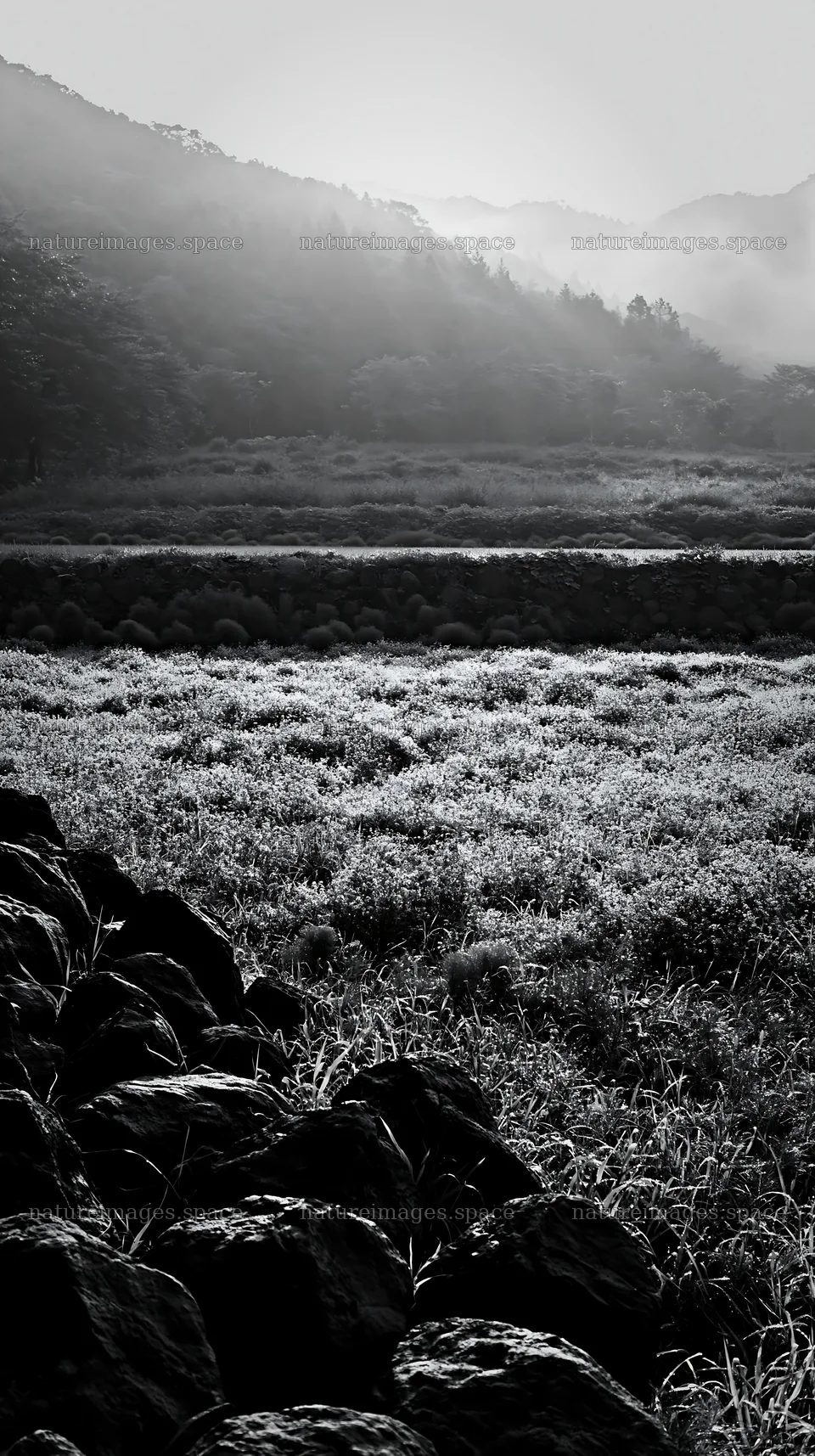 Kanagawa heat resilient meadow volcanic stones in a grassy field – nature images 5938x10608