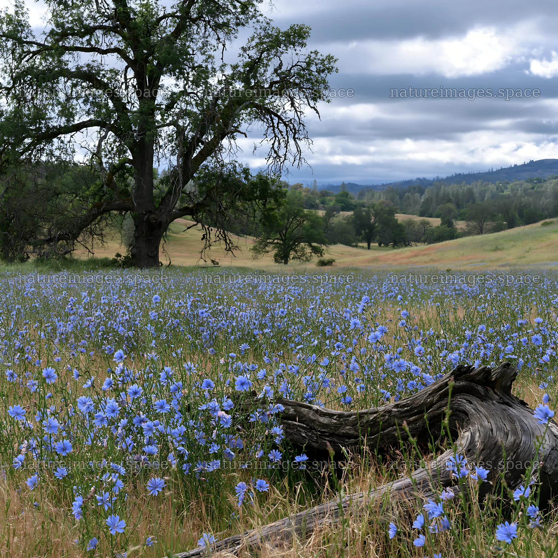 Cloudy foothill meadow with blue flowers and large tree – nature images 7938x7938