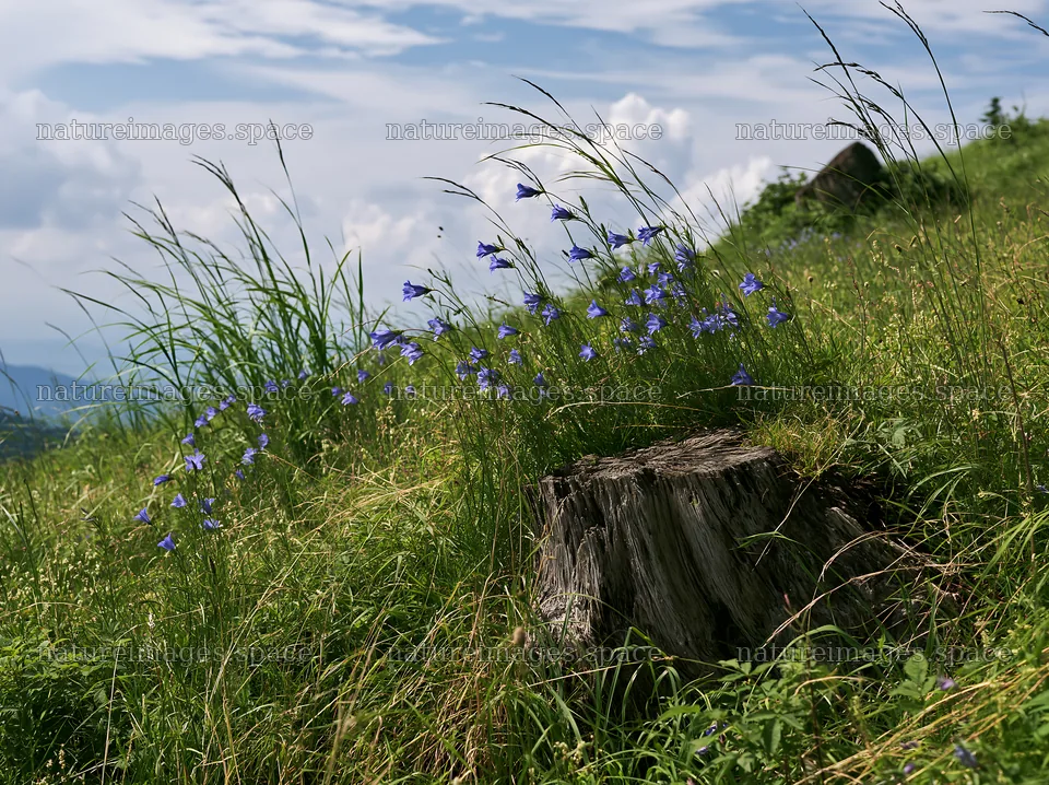 Fukushima native meadow with weathered stump – nature images 9174x6866