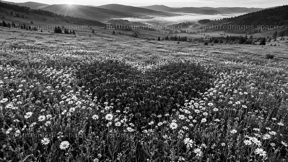 Heart-Shaped Wildflower Meadow in a Mountain Valley – nature images 10324x5812