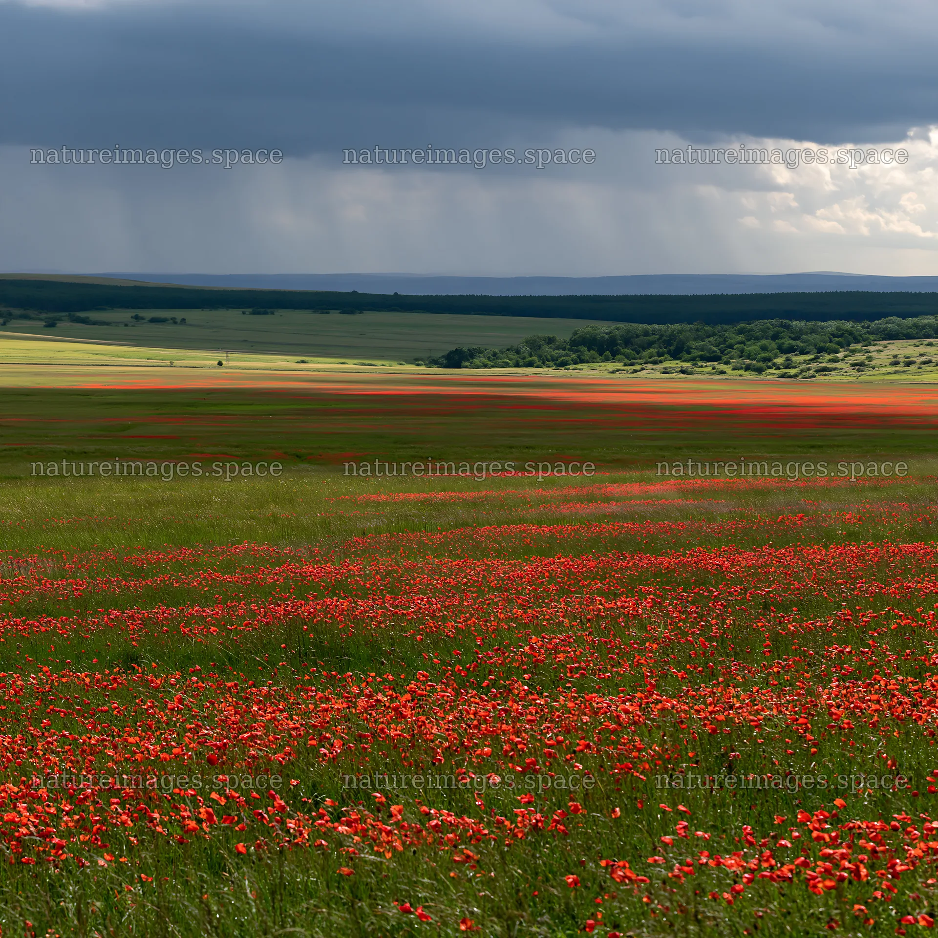 Rainy valley meadow with red flowers under dark clouds – nature images 7938x7938