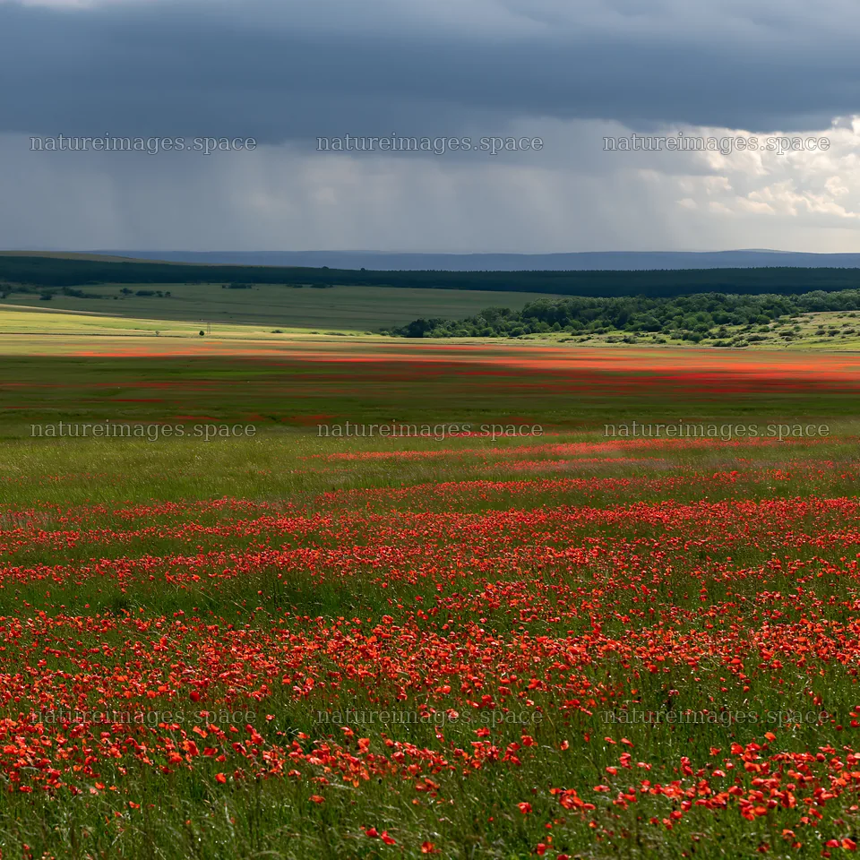 Rainy valley meadow with red flowers under dark clouds – nature images 7938x7938