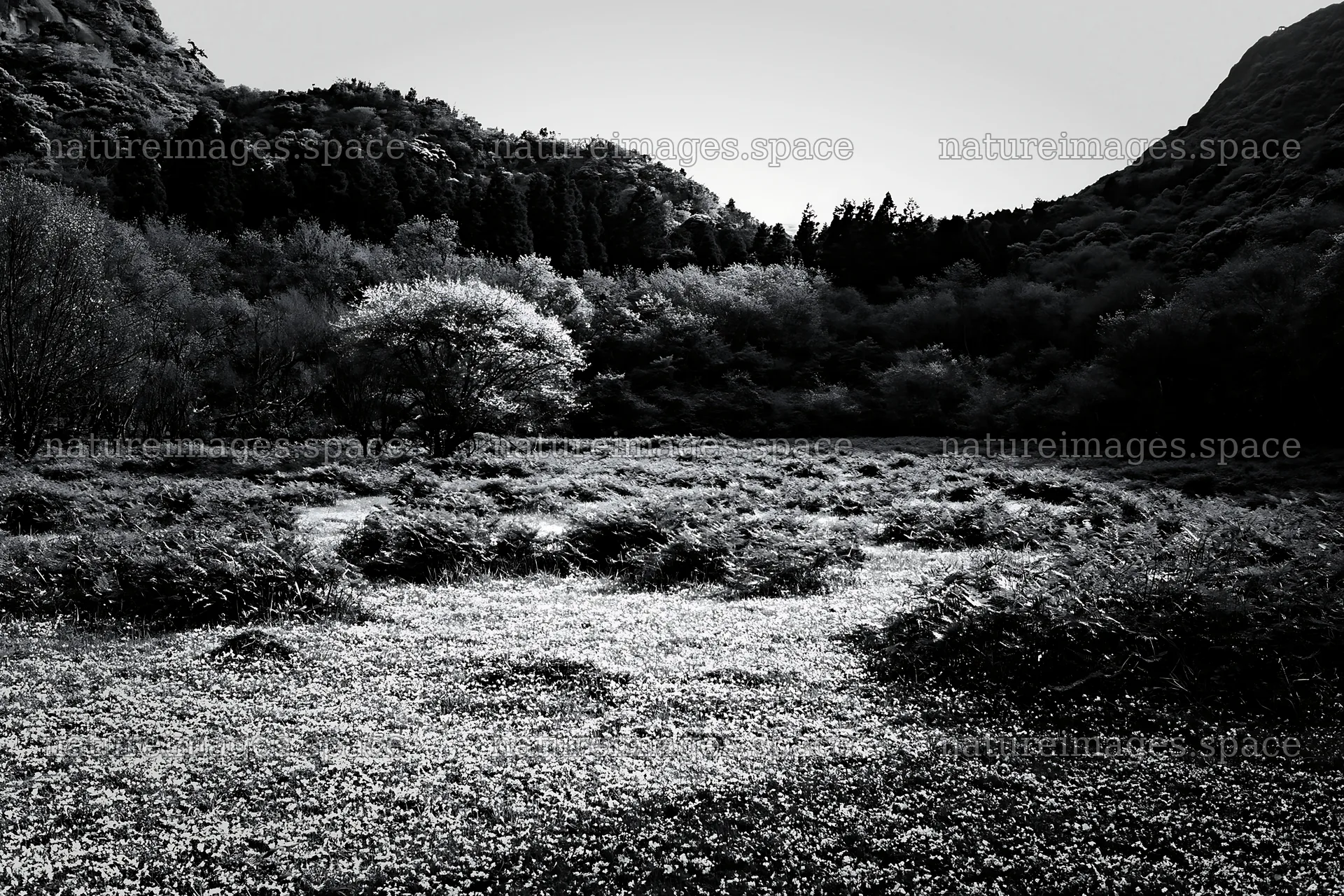 Fukuoka spring meadow with fallen blossoms in foreground – nature images 9722x6480