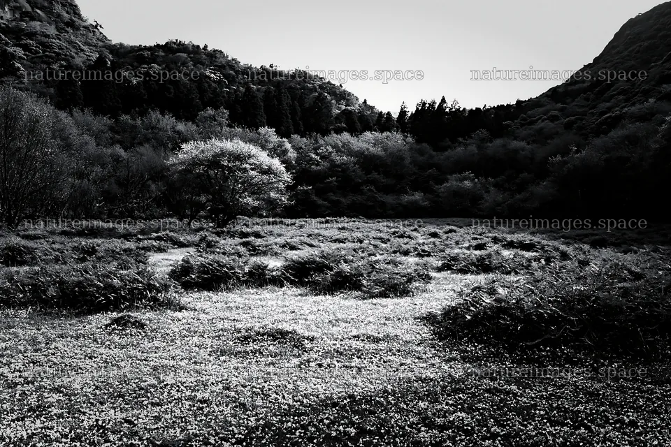 Fukuoka spring meadow with fallen blossoms in foreground – nature images 9722x6480