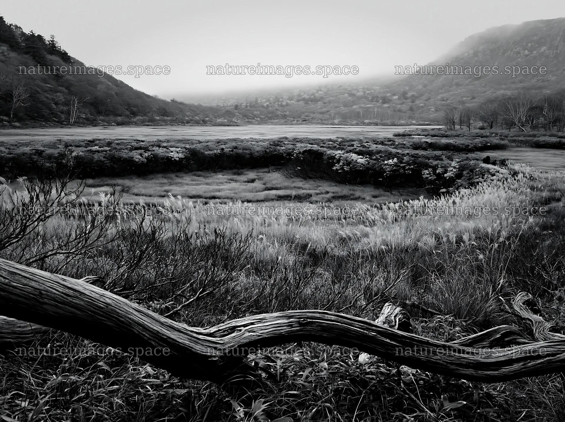 Wakayama autumn meadow weathered wood foreground – nature images 9174x6866