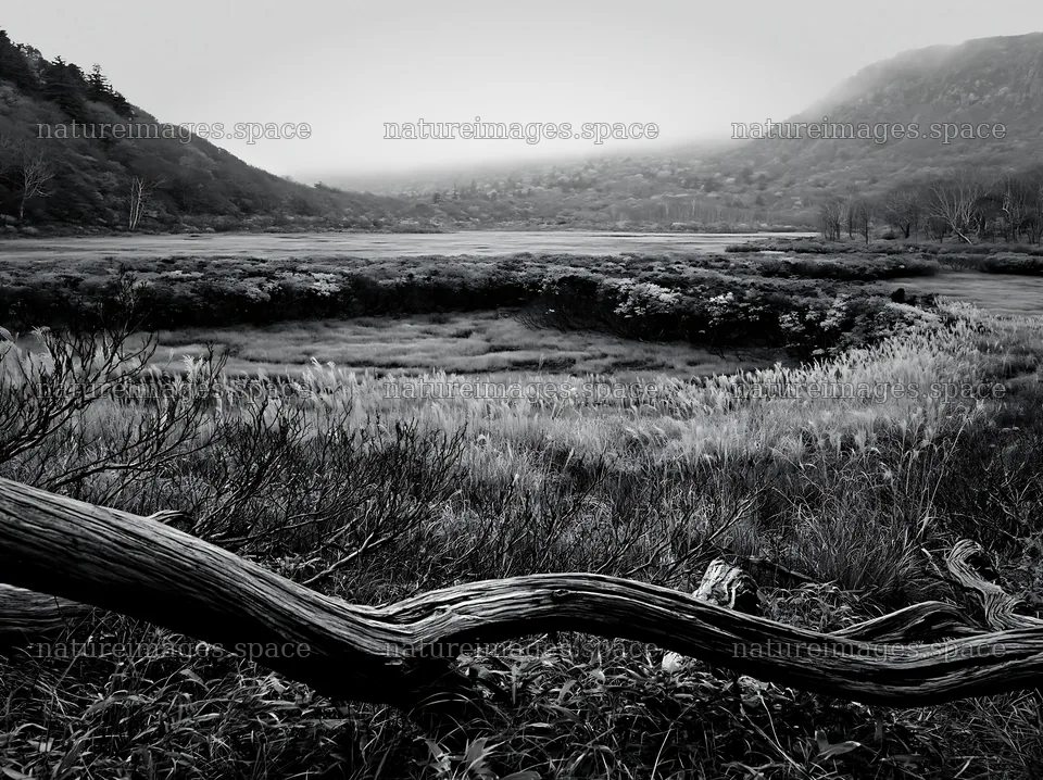 Wakayama autumn meadow weathered wood foreground – nature images 9174x6866