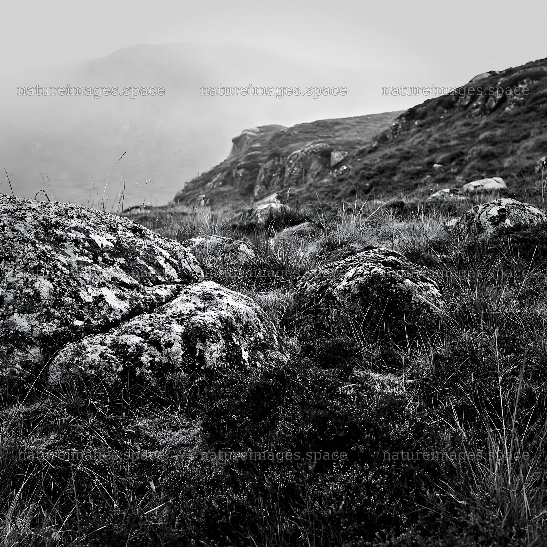 Mossy boulders in a misty meadow landscape – nature images 7938x7938