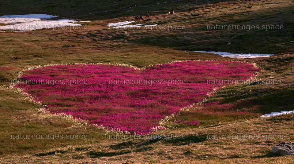 Winter meadow with heart-shaped flowers in Banff National Park – nature images 10608x5938