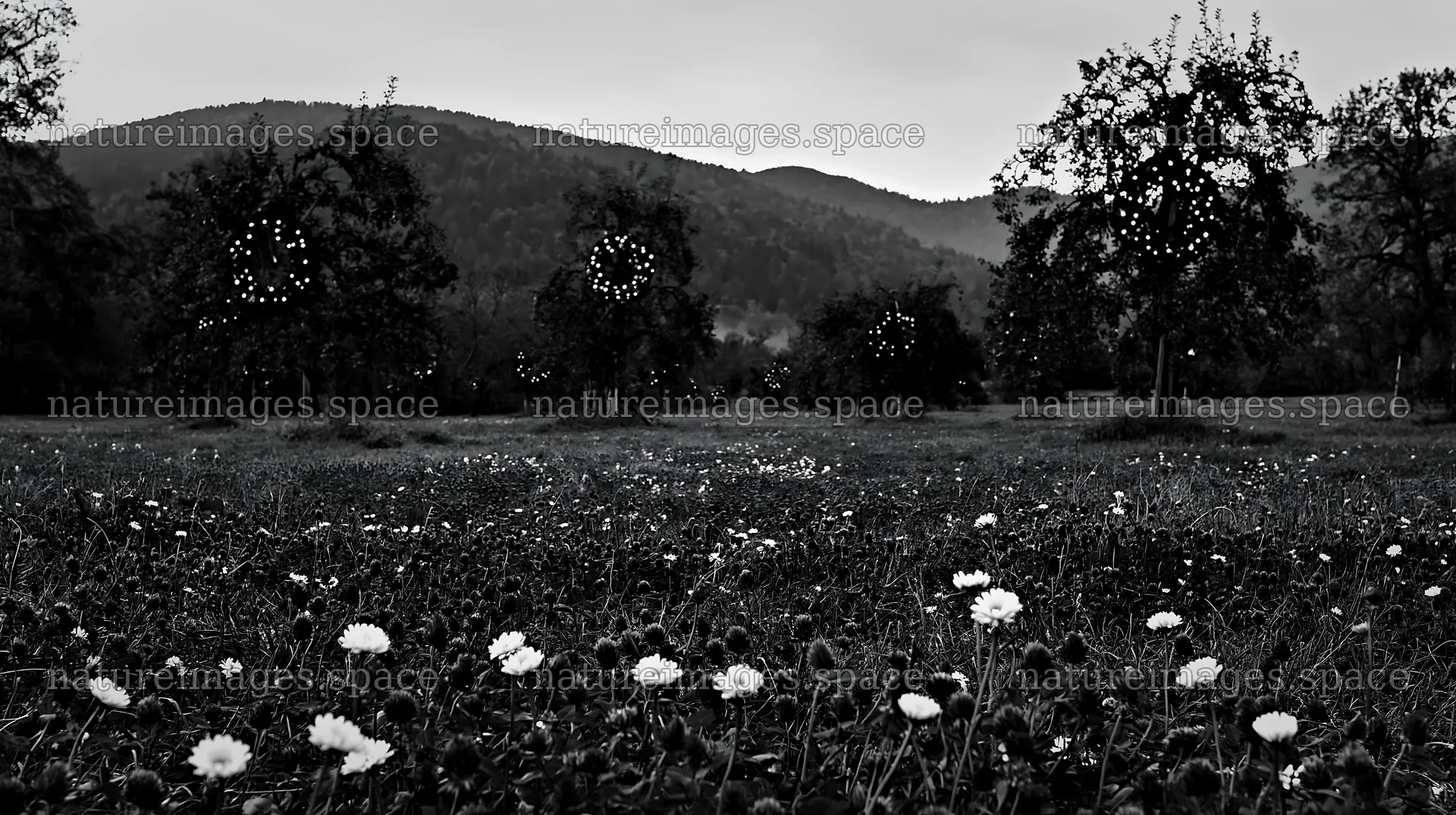 Christmas meadow with apple trees in Black Forest with lights – nature images 10608x5938