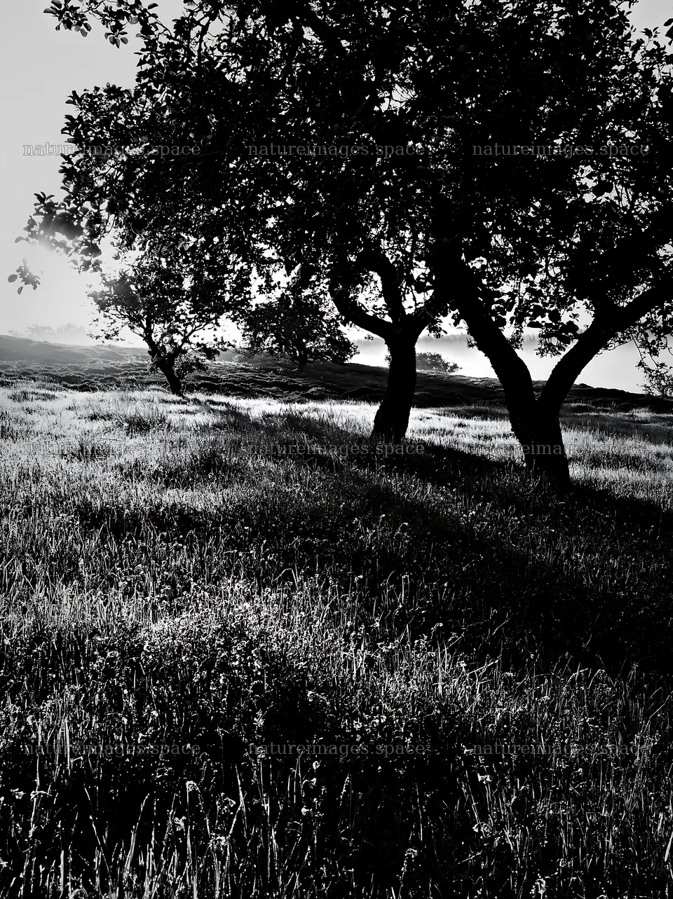Highland apple meadow with trees in black and white – nature images 6866x9174