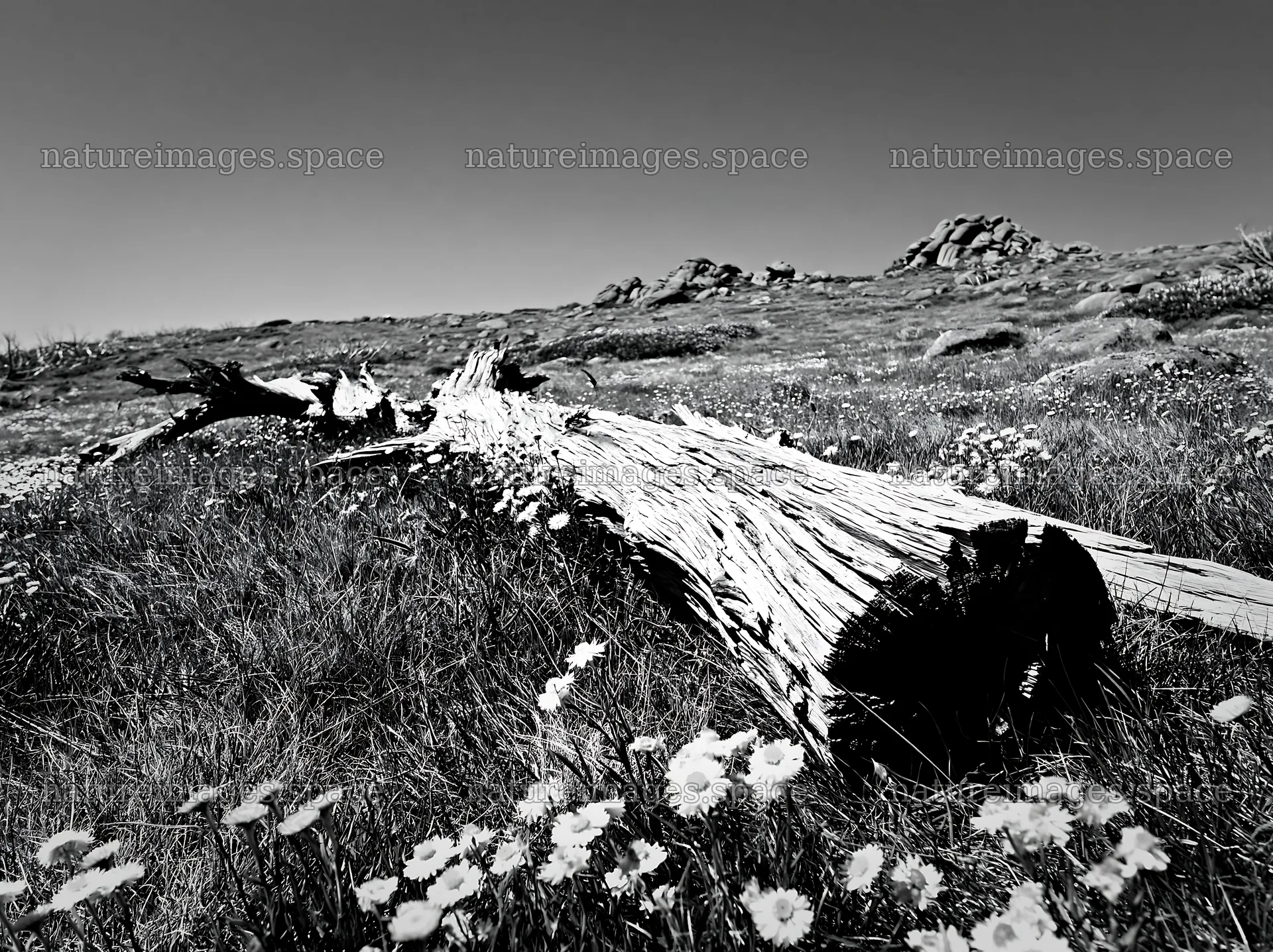 Weathered log in a meadow with wildflowers – nature images 9174x6866