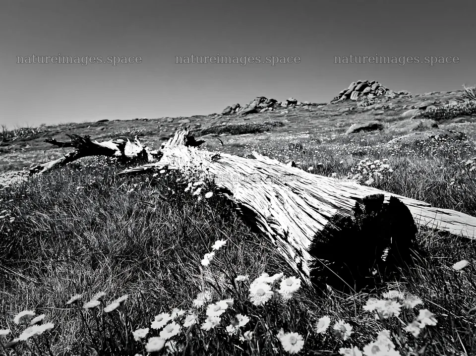 Weathered log in a meadow with wildflowers – nature images 9174x6866