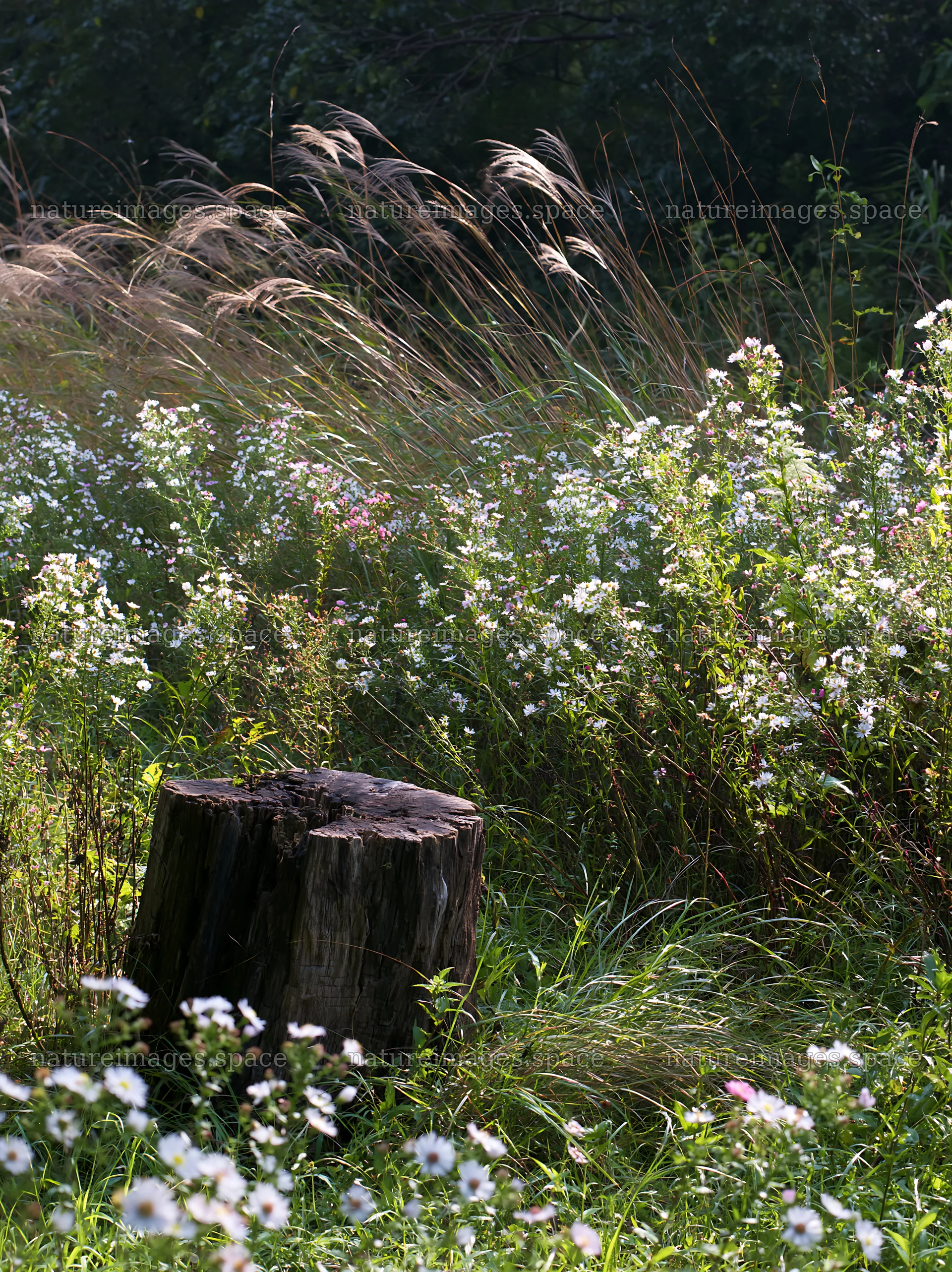 Fukushima native meadow with weathered stump – nature images 6866x9174