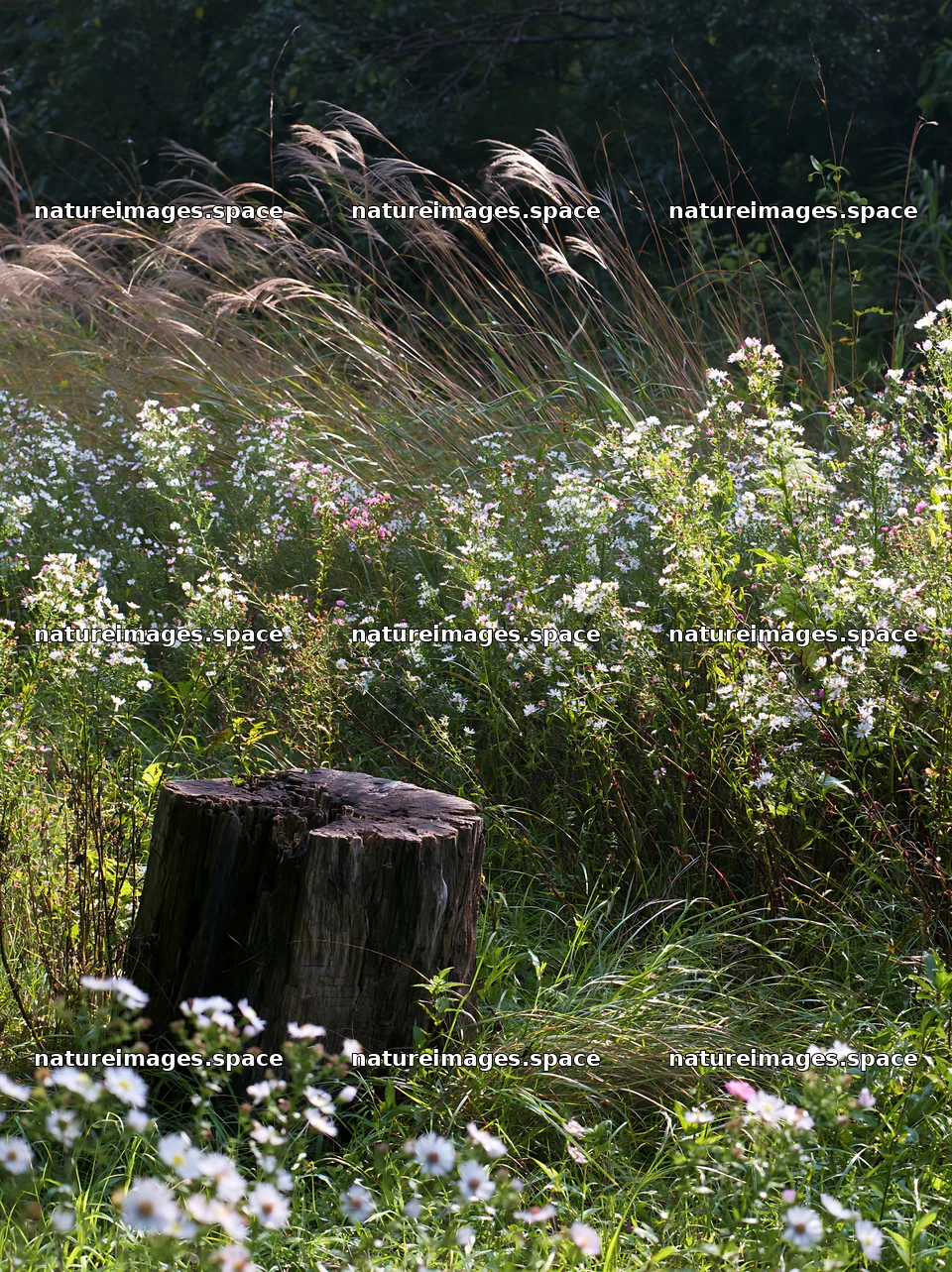 Fukushima native meadow with weathered stump – nature images 6866x9174