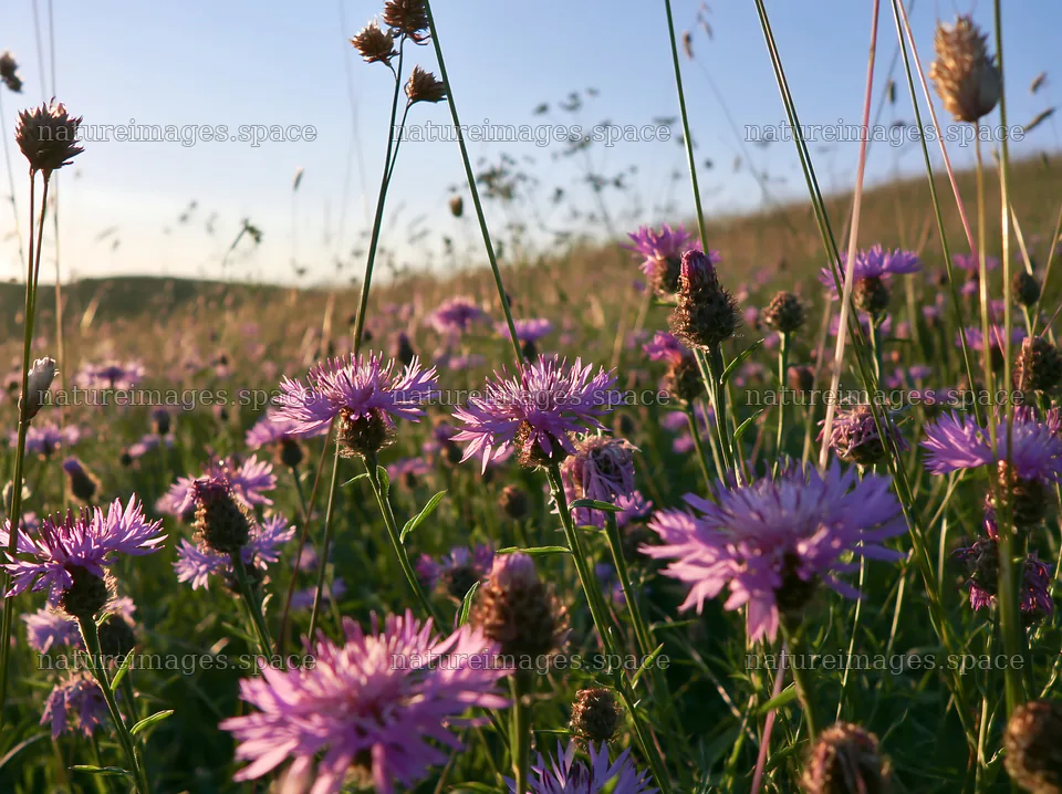 Violet knapweed flowers in a meadow during sunset – nature images 9174x6866