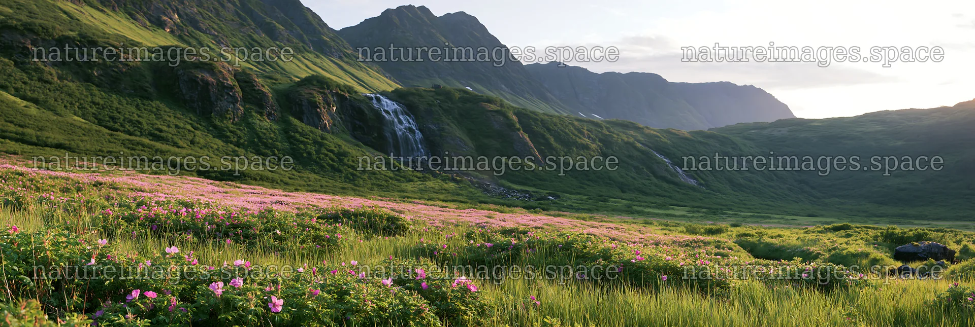 Wild rose flowers in meadow near waterfall in mountain landscape – nature images 13690x4602