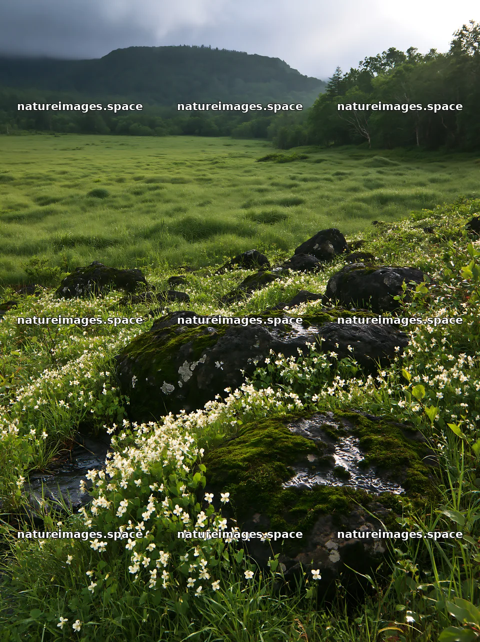 Miyagi spring recovery meadow mossy stone with flowers and grass – nature images 6866x9174