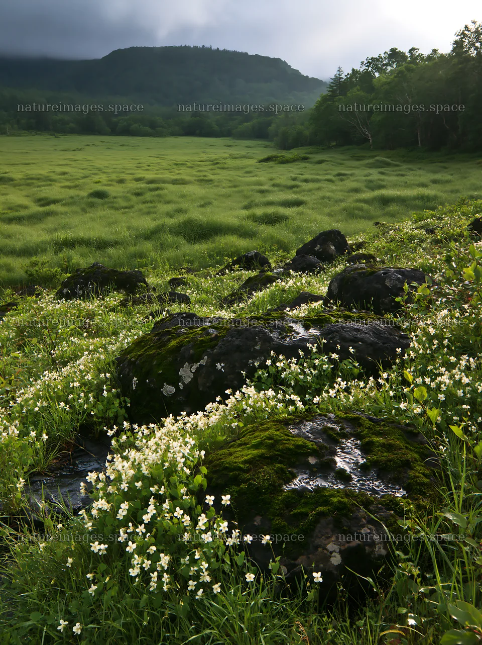 Miyagi spring recovery meadow mossy stone with flowers and grass – nature images 6866x9174