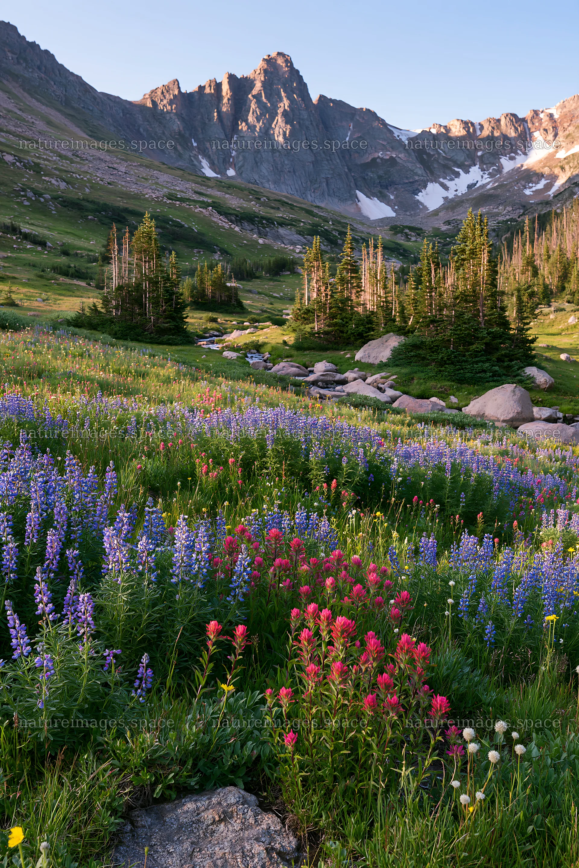 Paintbrush lupine meadow in the mountains during the day – nature images 6480x9722