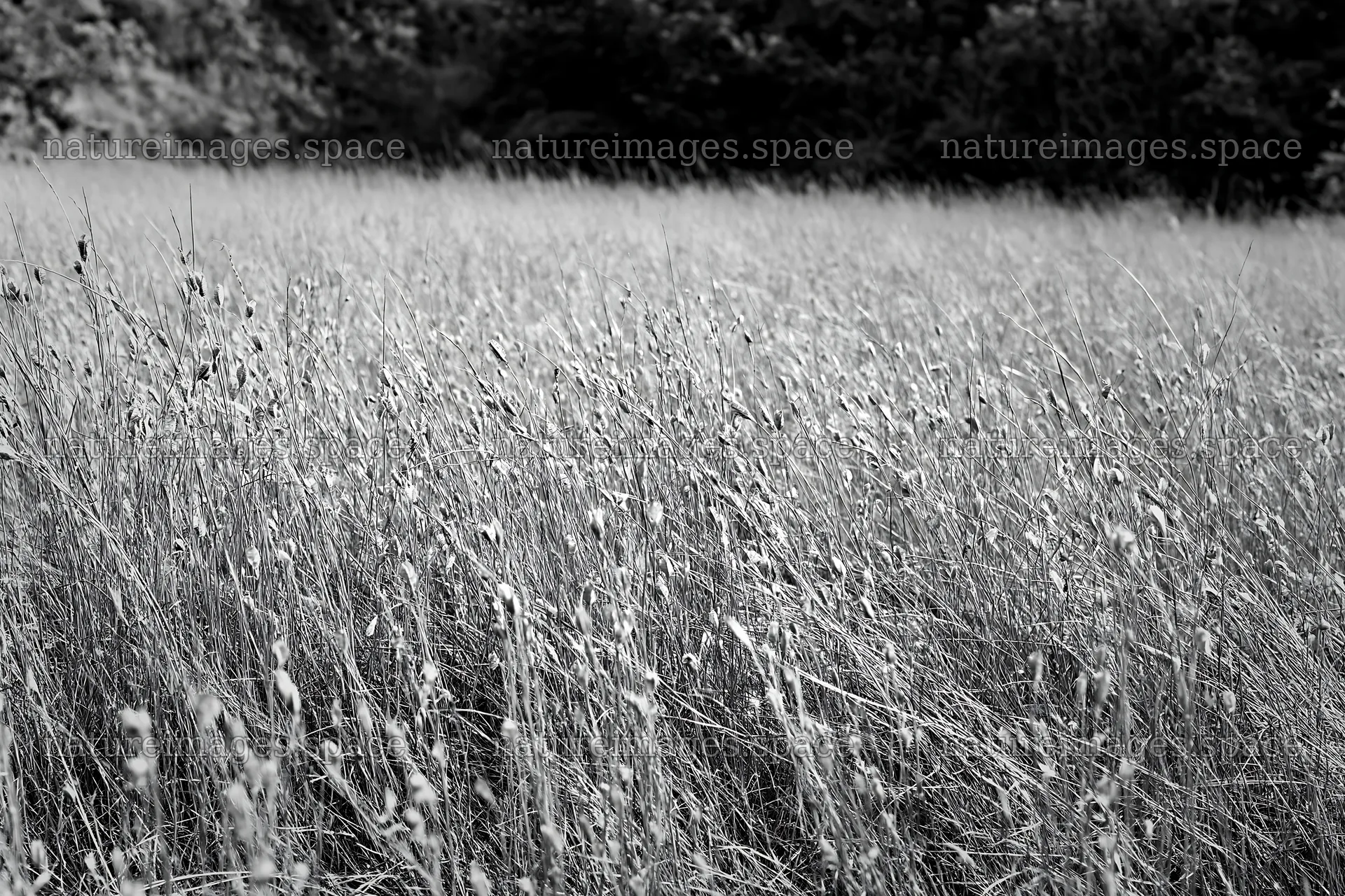 Seedhead meadow under clear sky with dry grass – nature images 9722x6480