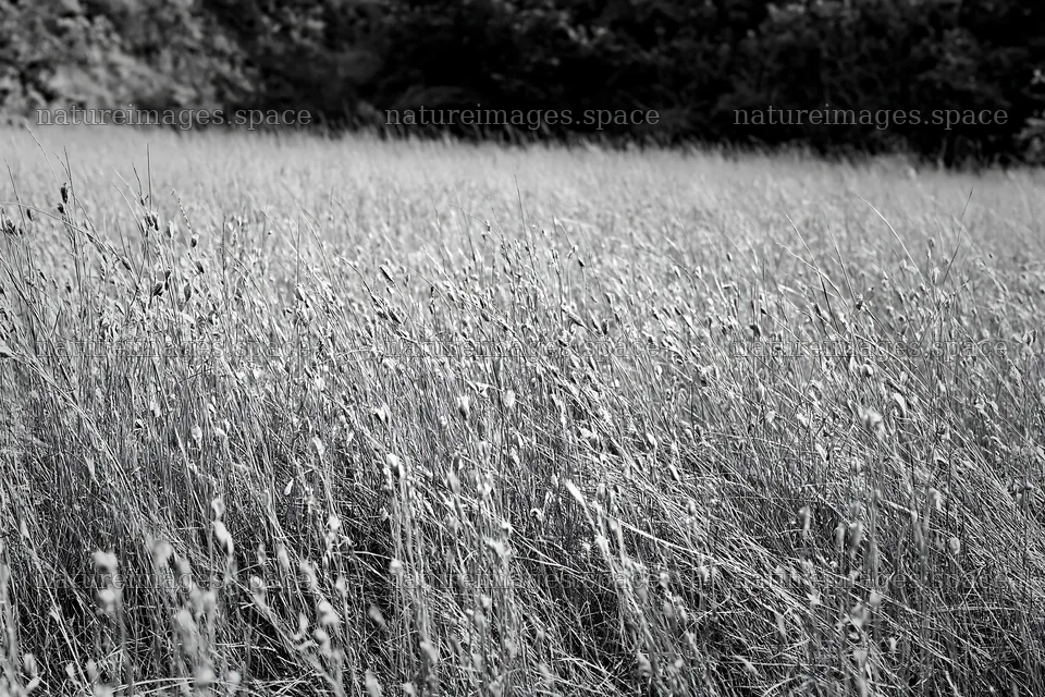 Seedhead meadow under clear sky with dry grass – nature images 9722x6480