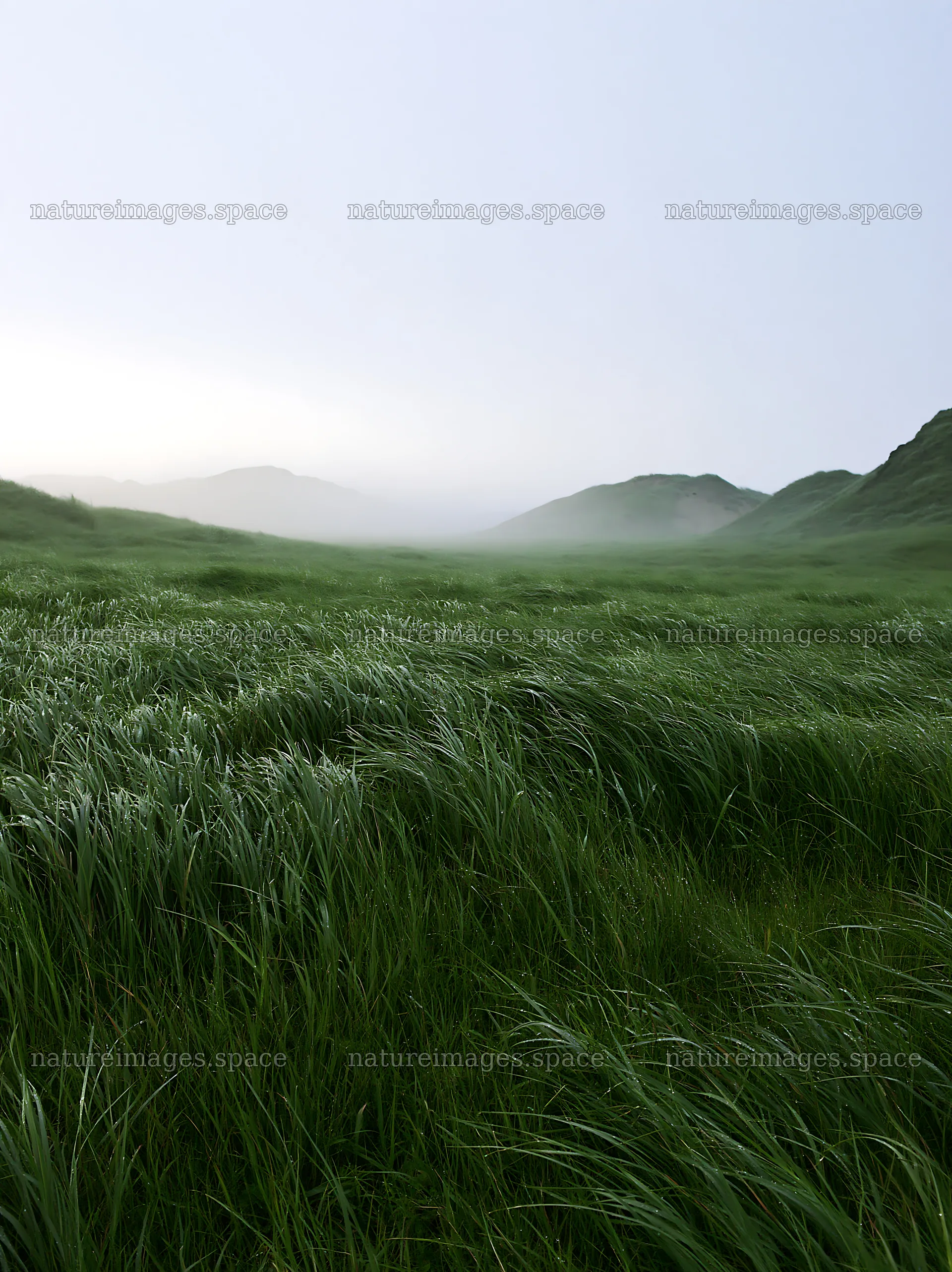 Windy meadow with dune grasses in Tottori – nature images 6866x9174