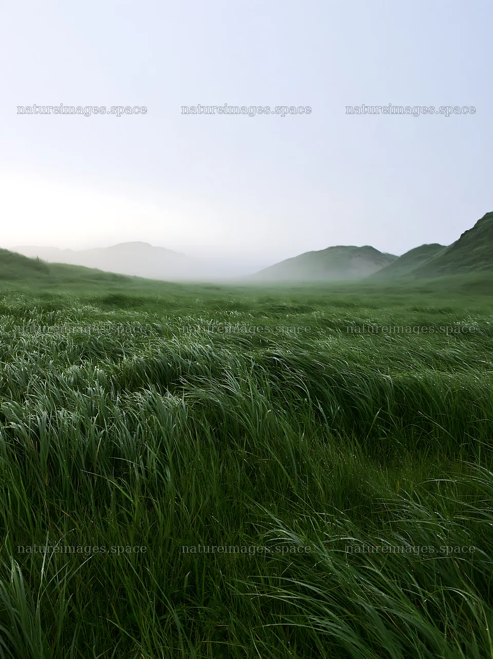 Windy meadow with dune grasses in Tottori – nature images 6866x9174