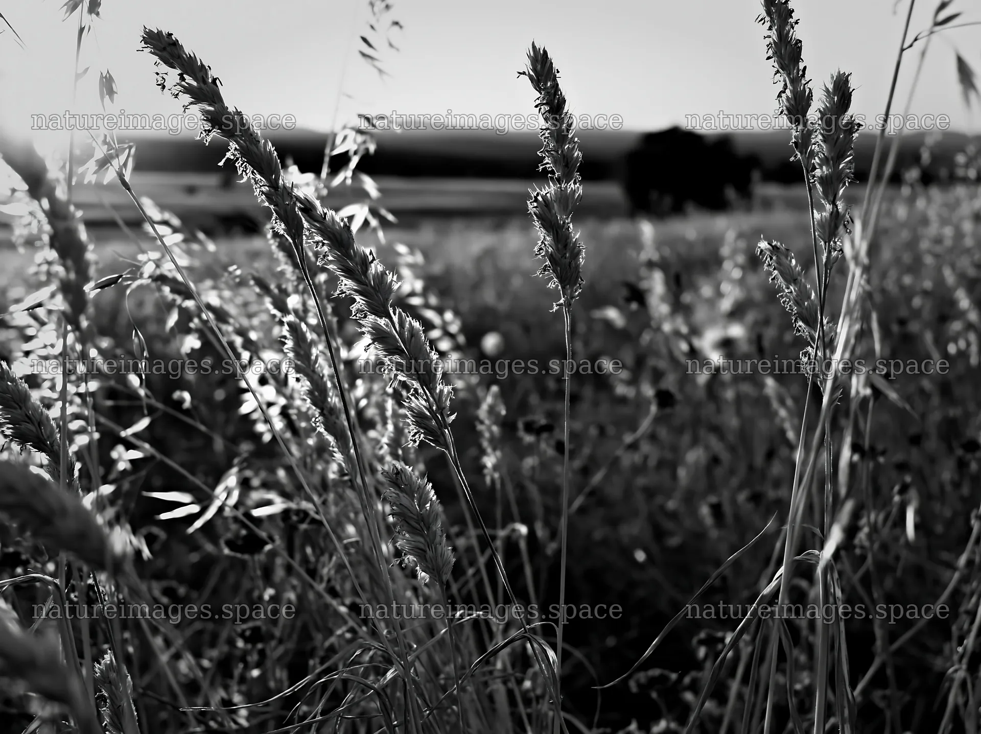Meadow seedheads backlit at dusk – nature images 9174x6866