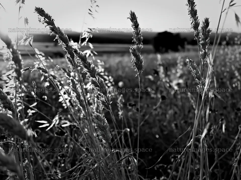 Meadow seedheads backlit at dusk – nature images 9174x6866