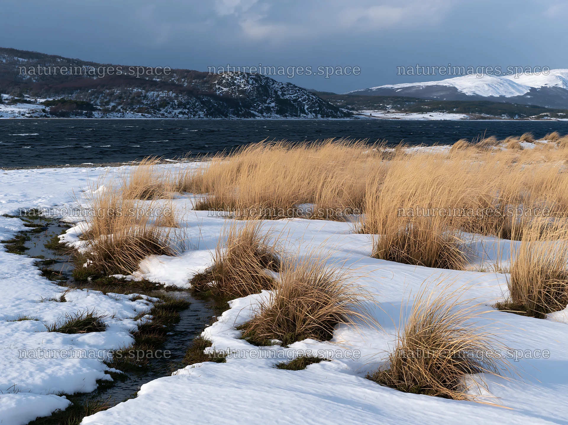 Snowy beach meadow with grass and water – nature images 9174x6866