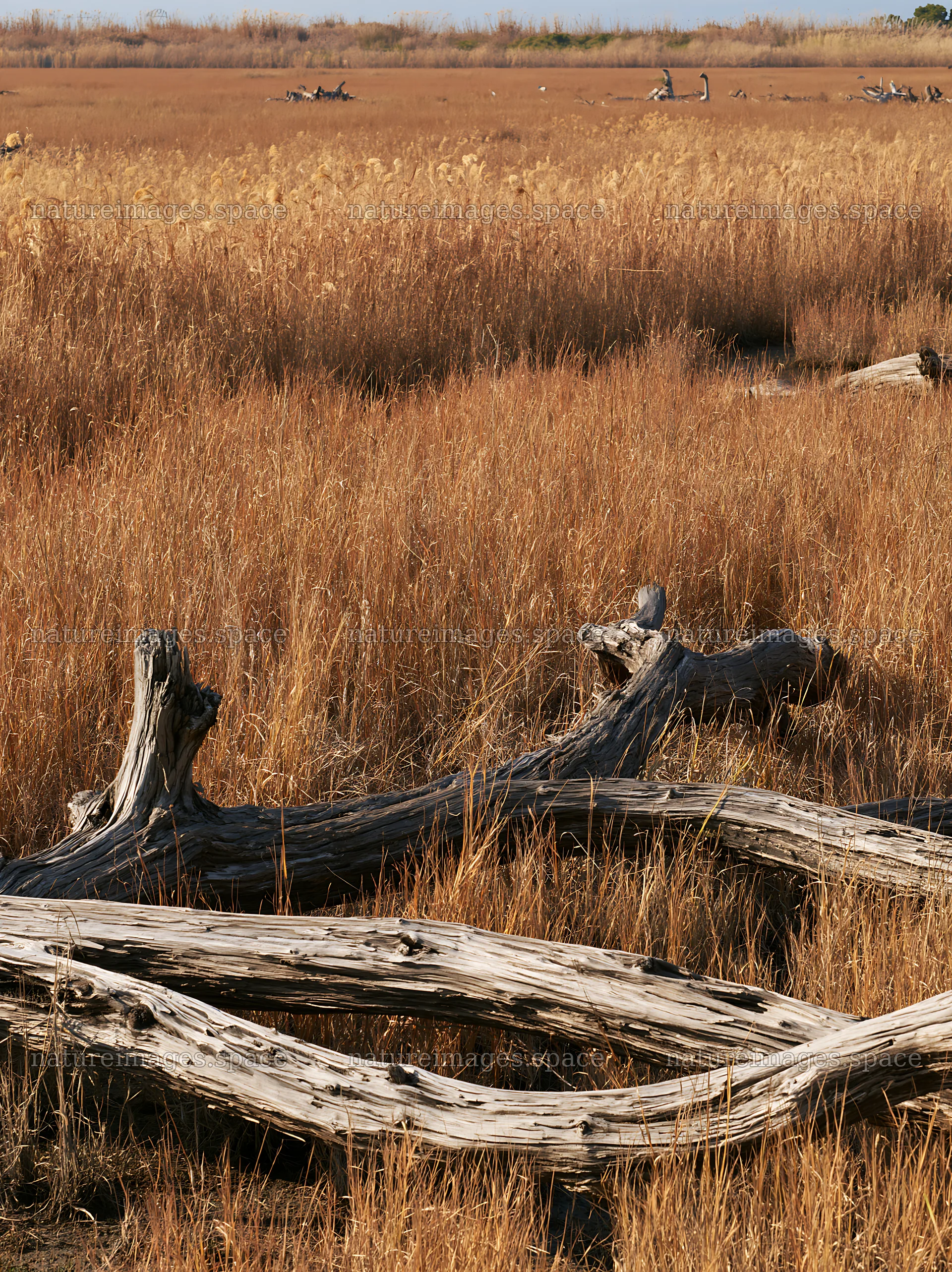Chiba coastal climate meadow with driftwood in foreground – nature images 6866x9174