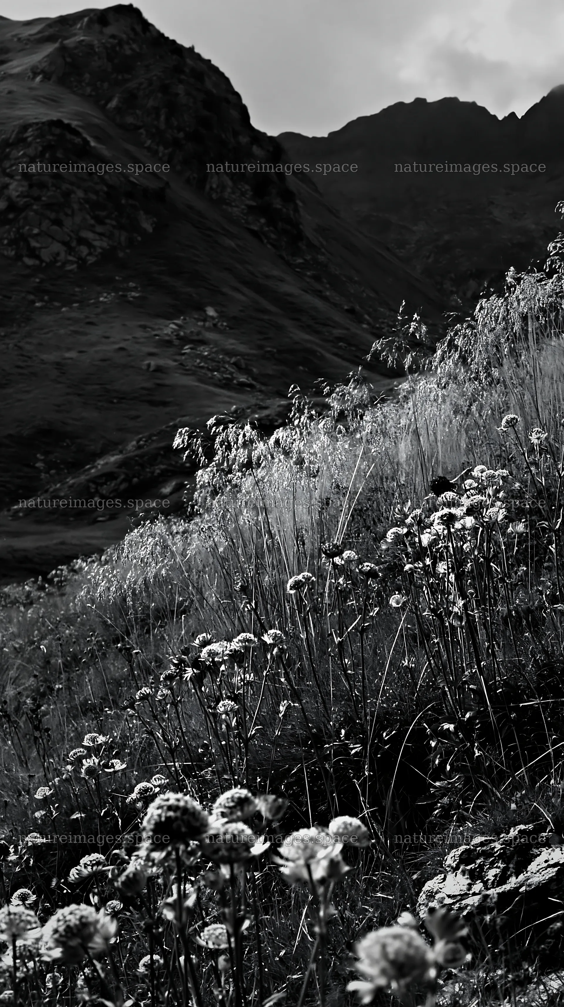 Seedhead meadow with mountains in the background – nature images 5938x10608