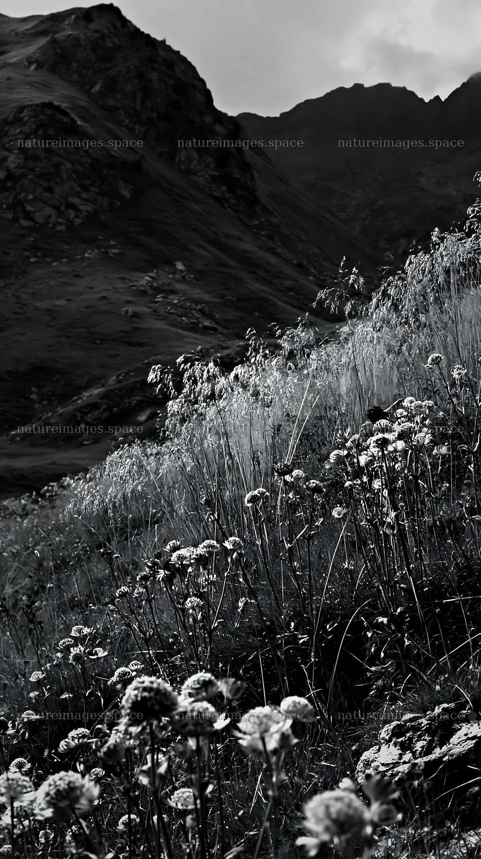 Seedhead meadow with mountains in the background – nature images 5938x10608