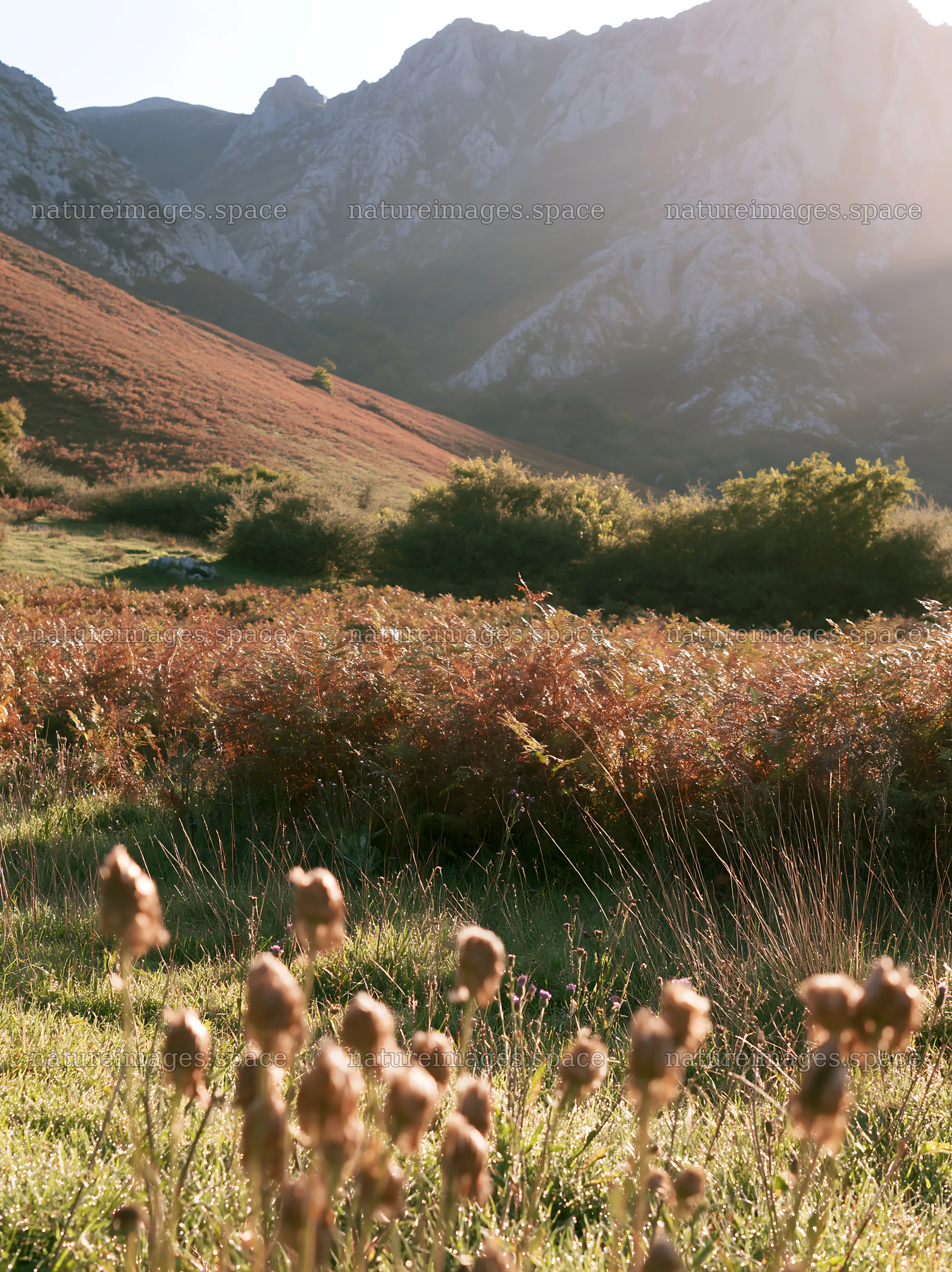Picos de Europa meadow with sunrays and mountain backdrop – nature images 6866x9174