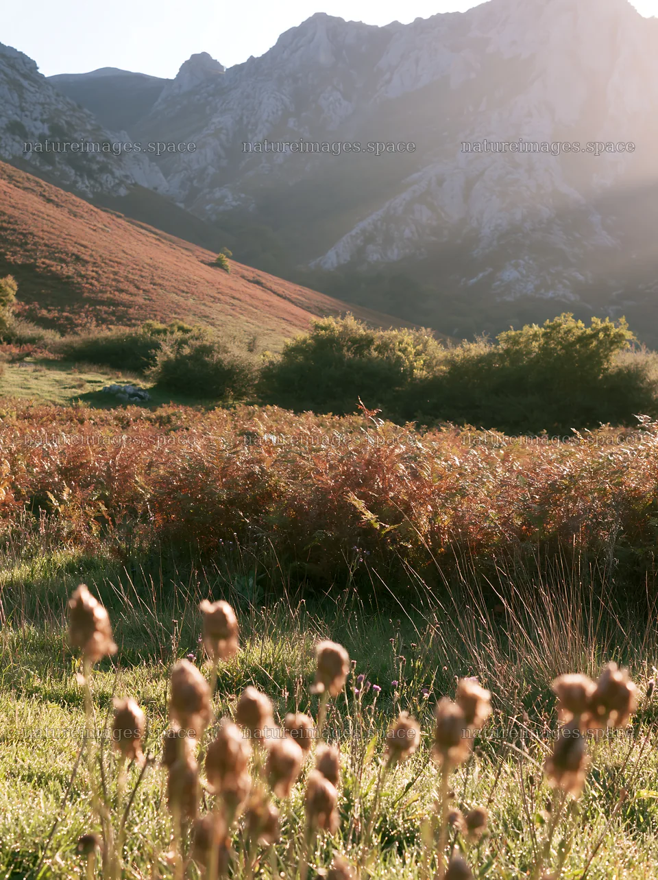 Picos de Europa meadow with sunrays and mountain backdrop – nature images 6866x9174