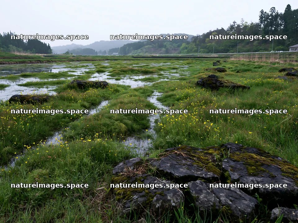 Miyagi spring recovery meadow mossy stone in wetland area – nature images 9174x6866