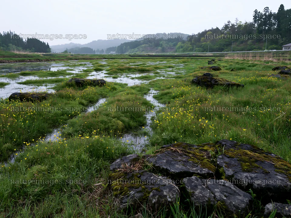 Miyagi spring recovery meadow mossy stone in wetland area – nature images 9174x6866