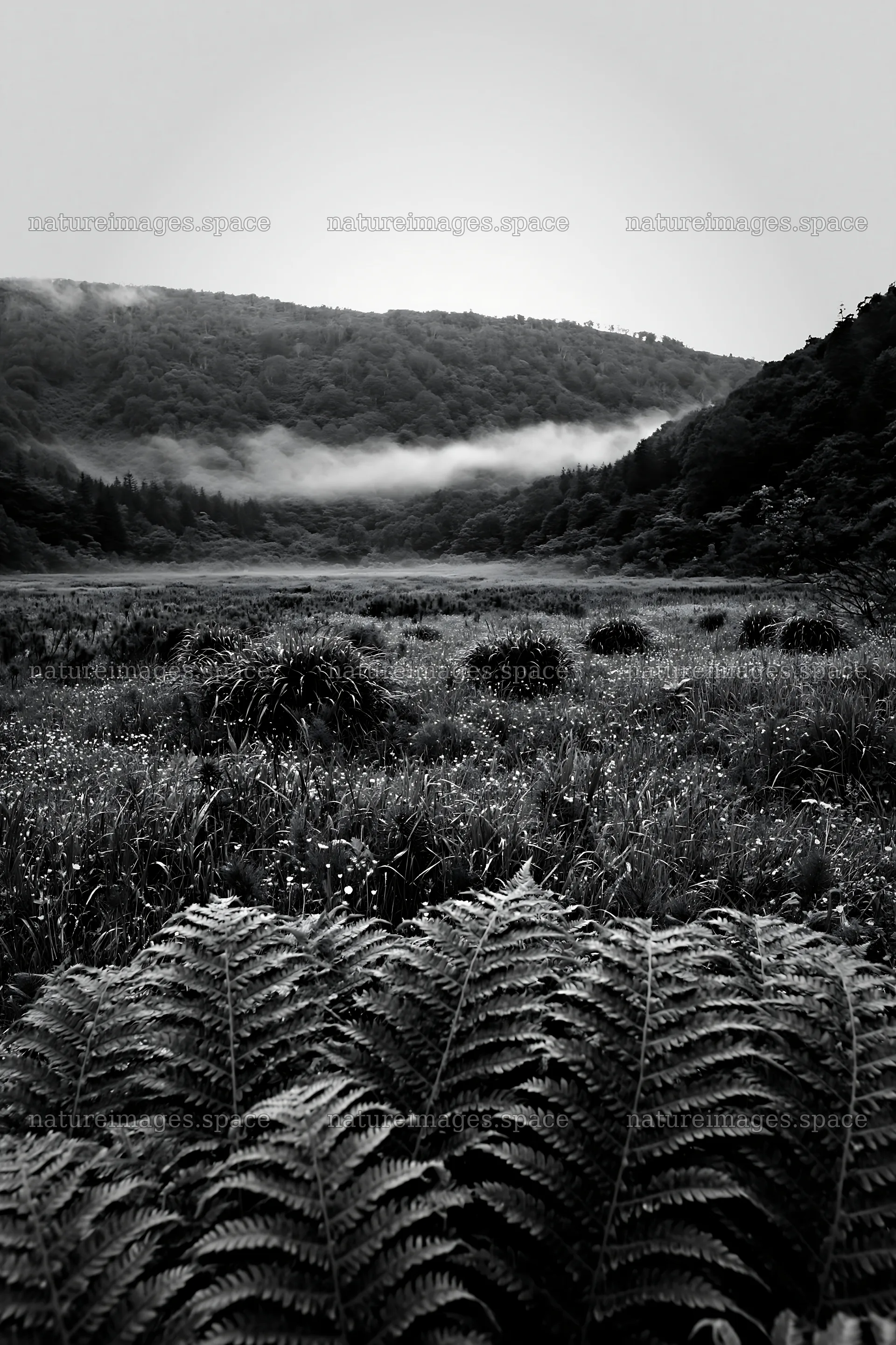 Tokushima mountain meadow fern frond foreground with misty hills – nature images 6480x9722