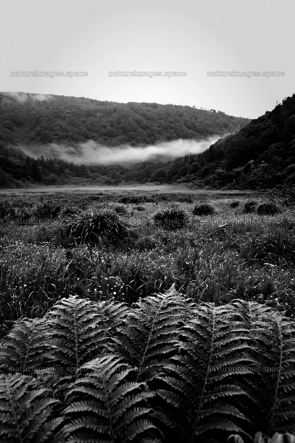 Tokushima mountain meadow fern frond foreground with misty hills – nature images 6480x9722