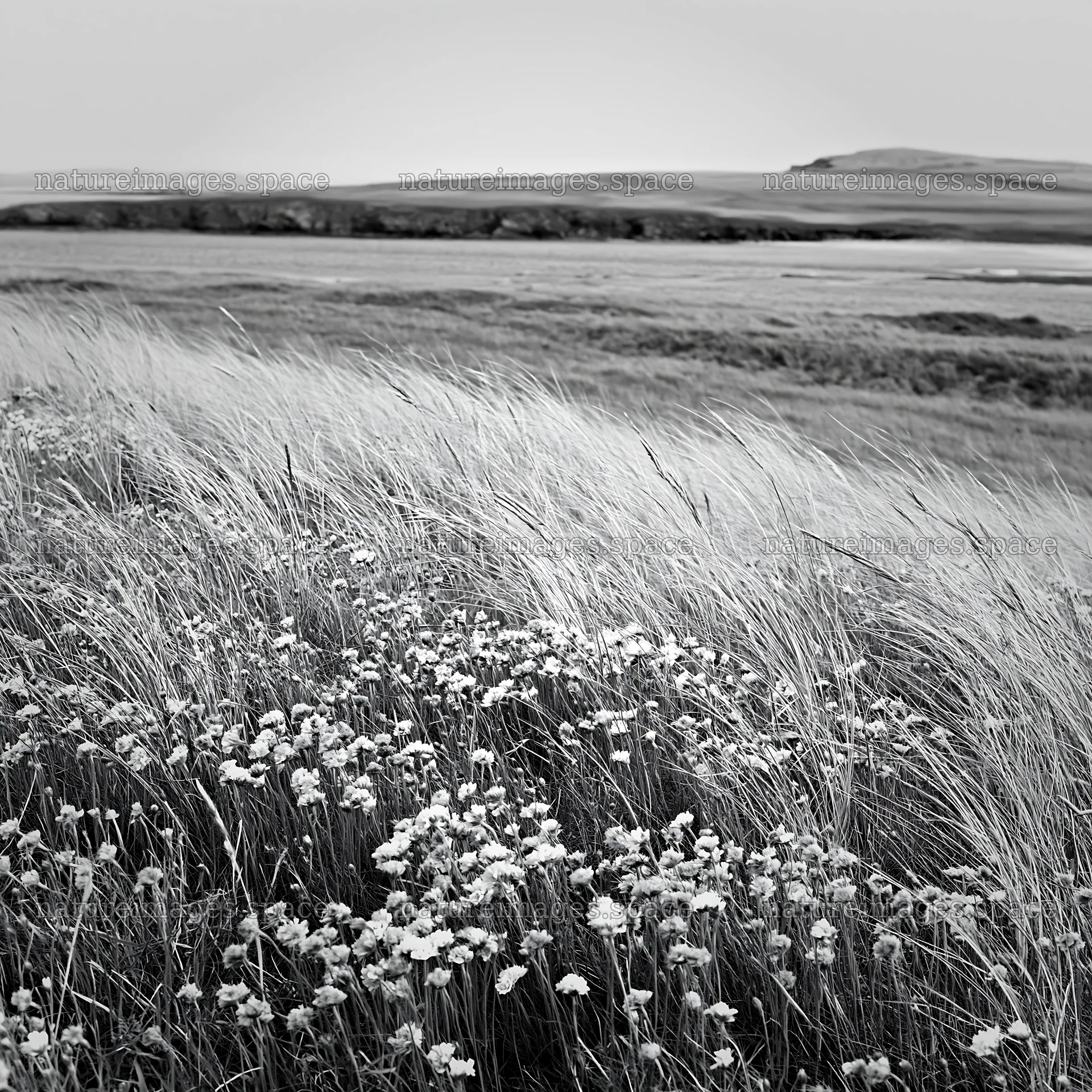 Meadow with wildflowers in a black and white landscape – nature images 7938x7938