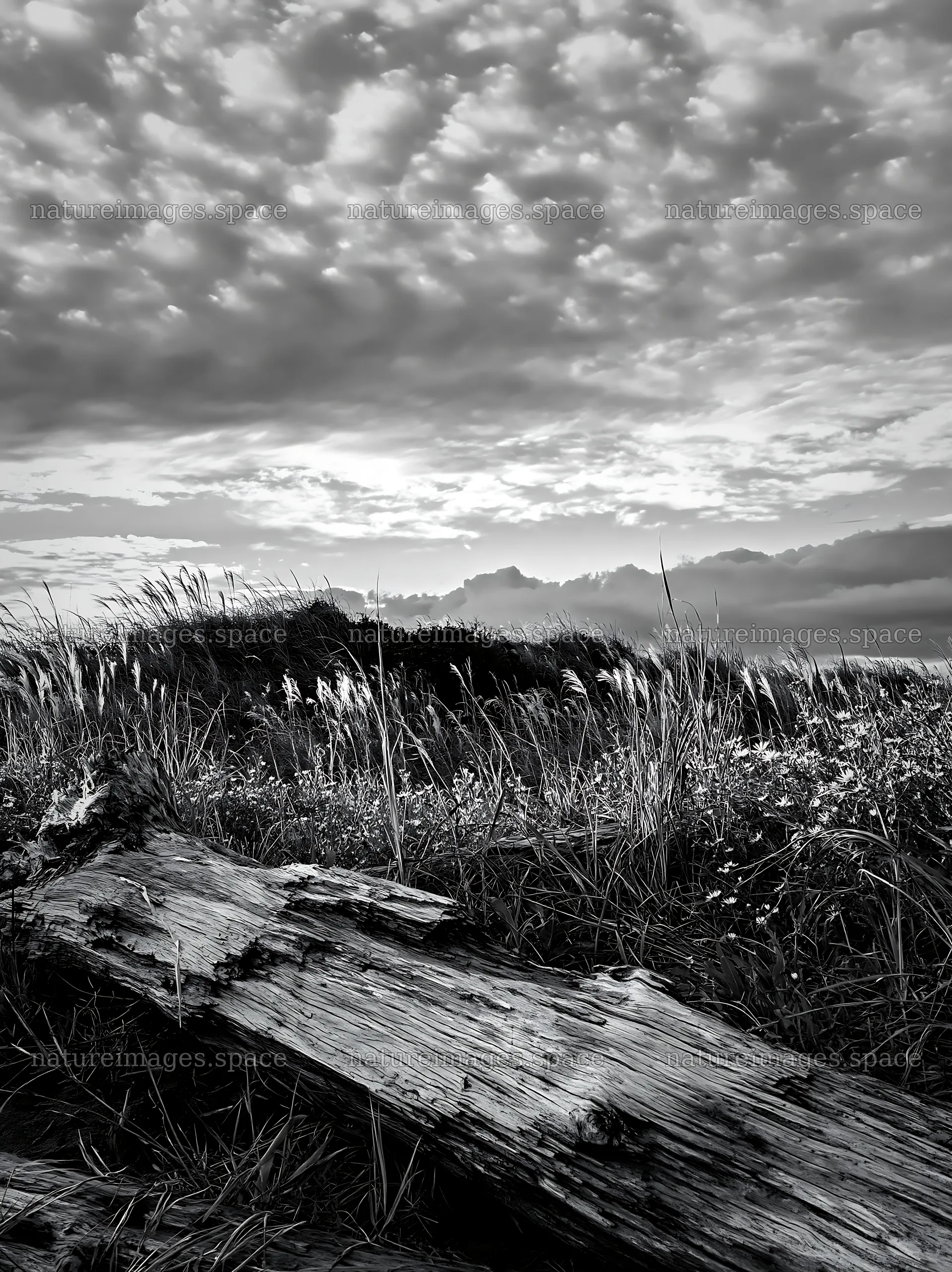 Chiba coastal climate meadow with driftwood in the foreground – nature images 6866x9174
